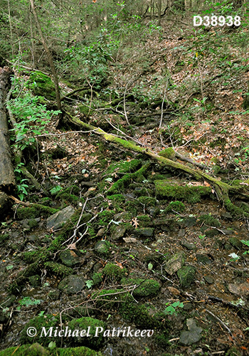 Appalachian-Blue Ridge forests